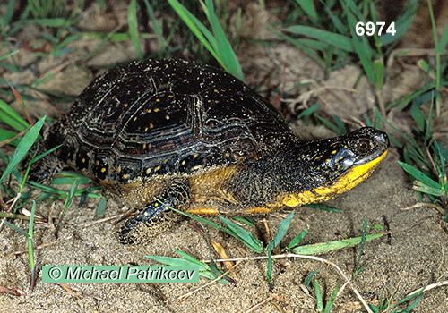 Blanding's Turtle (Emydoidea blandingii) at Long Point, Ontario, Canada